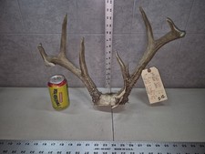 Wicked!  121-2 Wild 11Pt Whitetail Deer Antler Rack Horn Plate Decor Man Cave 