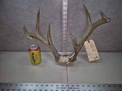 Wicked!  121-2 Wild 11Pt Whitetail Deer Antler Rack Horn Plate Decor Man Cave 