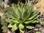 Echeveria agavoides “Lipstick “ 6 Inch Size Pot. Succulent Plant — photo 3