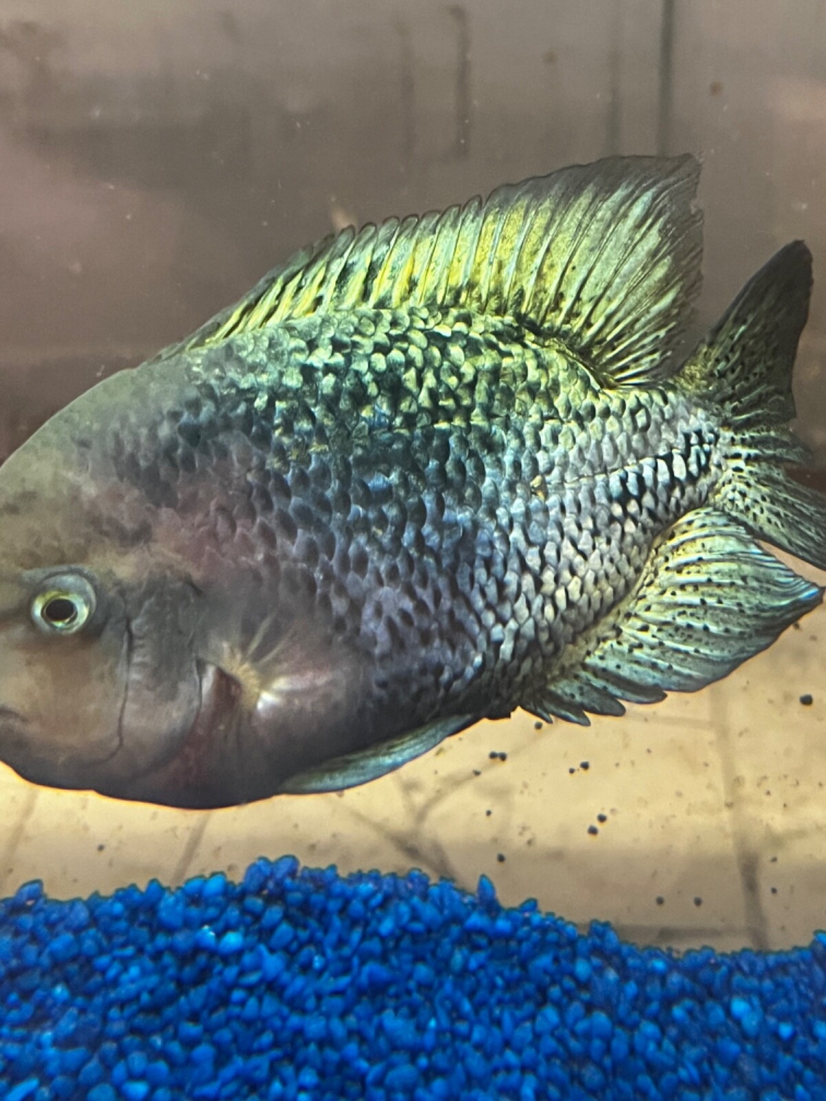 Jumbo Red Head synspilum 78" live fish eBay