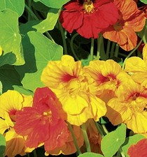 Kapuziner Kresse Rankende Mischung einjährig Höhe bis 300 cm Samen