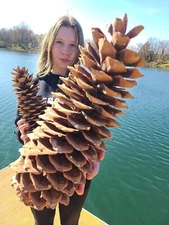 Sugar Pine Cones - Biggest Pine Cones, Great for Seasonal Decoration, 10-14 inch