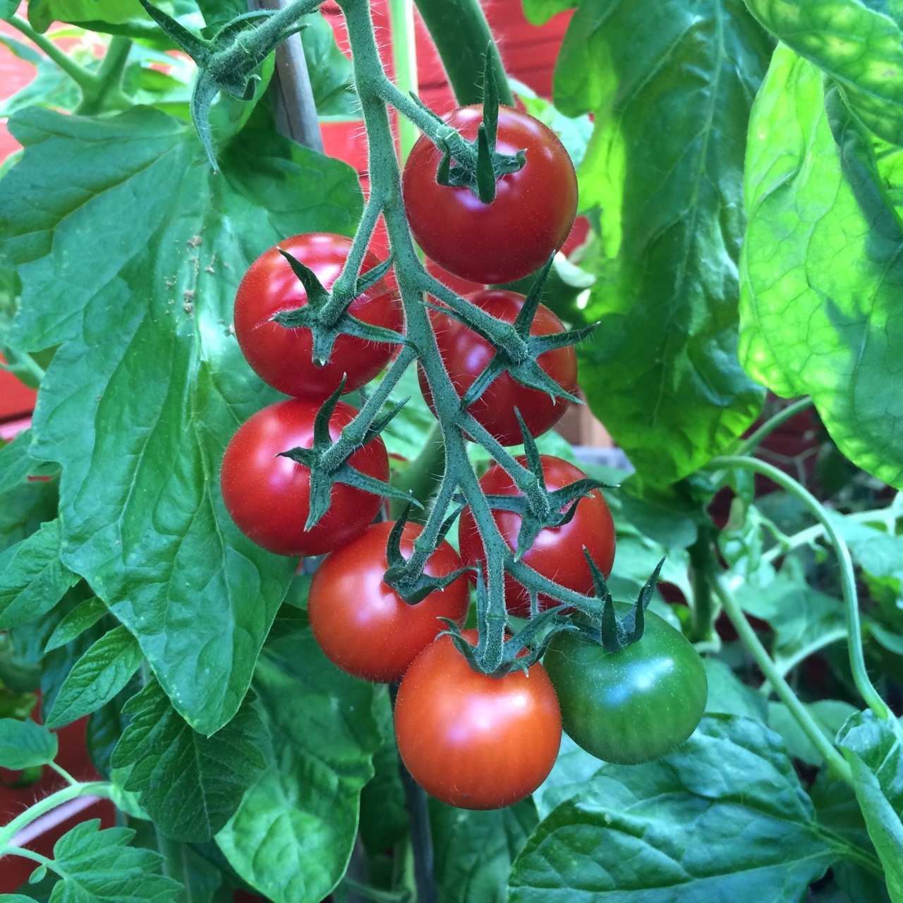 HonigTomate rote Cocktailtomate Miel du Mexique zuckersüße Naschtomate