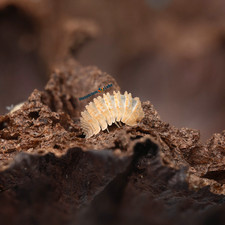 10 Cristarmadillidium Spanish Spikey Isopods Clean Up Crew / Reptile Feeder