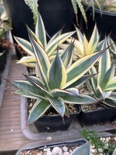 Agave ‘Snow Glow’ - Rare Variegated Succulent. Live Plant.