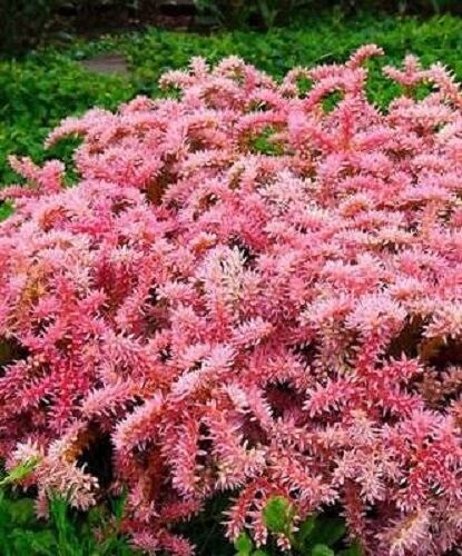 Más de 50 SEMILLAS DE FLORES PERENNES SEDUM SEASTAR - Imagen 1 de 1