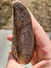 Wyoming Dinosaur Gembone Fossil  Cut Great Colors Wyoming 5.94oz Brown/Gold
