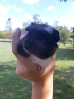 Baby Male Long Hair Guinea Pig Other Pets Gumtree Australia