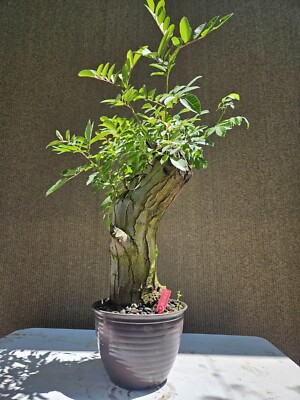 Old Brazilian Pepper Bonsai Tree,,, SALE | eBay