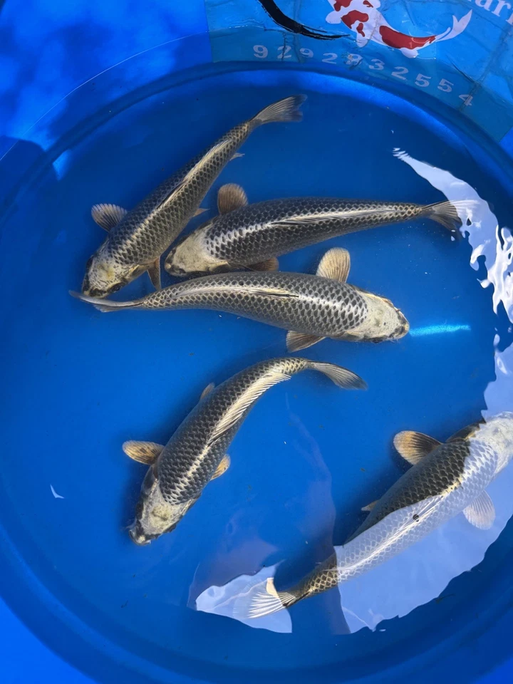 Jumbo mix  tosai  Japanese Koi Atlanta - Image 4 of 4