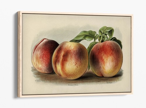 ILUSTRACIÓN DE MELOCOTÓN DE COLECCIÓN - EFECTO FLOTADOR PROFUNDO ENMARCADO LONA IMPRESIÓN ARTÍSTICA DE PARED - Imagen 11 de 12
