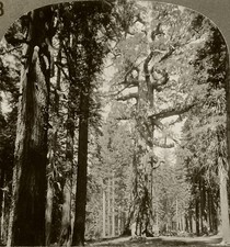 Juego de 100 cartas Keystone Stereoview Grisley Giant, Yosemite de Parques Nacionales #68