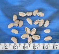 ~ Atlantic Bubble Shells ~20 Taupe~ Shellcraft ~Seashells~ Sailor's Valentines ~