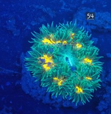 Rock Flower Anemone No 54