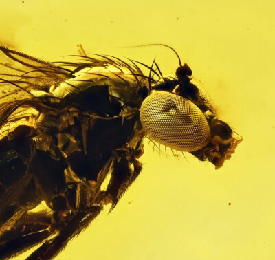 Amazing Eye Facets! Dolichopodidae (Fly), Fossil Inclusion in Baltic Amber