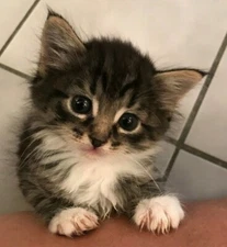 Foster cat and kitten pictures plus cat treat recipes - helps rescue kitties!