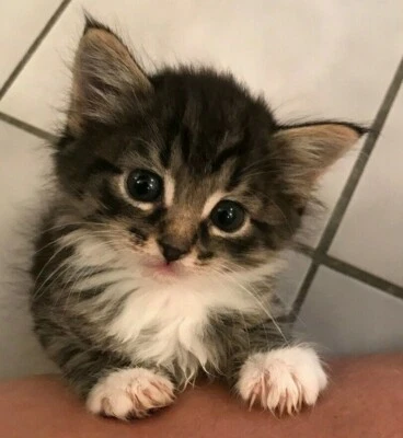 Foster cat and kitten pictures plus cat treat recipes - helps rescue kitties!