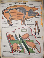 Obraz na rolce Karta szkolna Szkoła Karta ścienna Tablica dydaktyczna OBUSTRONNA Świnia i kot