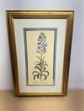 Antique Floral Engraving Colored “Flos Cheri Simplex Medius Framed