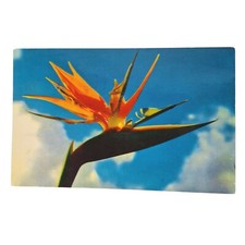 Postcard Bird Of Paradise Flower Chrome Unposted