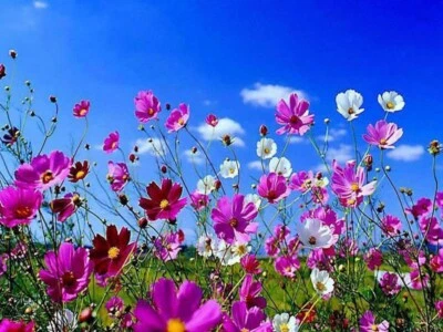 SEEDVILLE USA 350 COSMOS SENSATION MIX Mixed Colors Cosmos Bipinnatus Flower Seeds