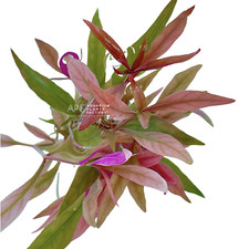 Alternanthera Reineckii  Aquarium Plants Factory 
