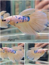 Male Betta Live Fish - Koi Yellow Galaxy Halfmoon - FM12 - High Quality A++