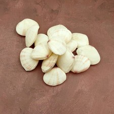 Sunrise Tellin Clam Seashells Natural (15 shell pairs approx. 1.5+ inches)