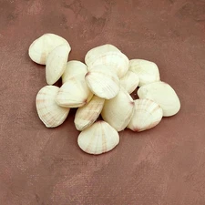 Sunrise Tellin Clam Seashells Natural (15 shell pairs approx. 1.5+ inches)