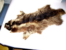 30" Raccoon Pelt Tanned Fur b