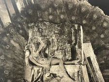 Silent Movie Star Lying On A Bed Of Peacock Feathers Glamour Photo Photog. Mark