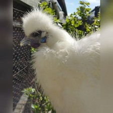 6 PURE WHITE SILKIE FERTILE HATCHING CHICKEN EGGS - Free UPS Ground