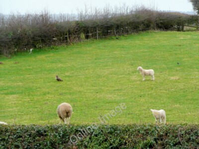 Photo 6x4 Curious lamb Bromsash The creature is getting close to a buzzar c2011