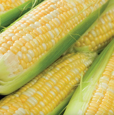 Peaches & Cream Sweet Corn Seeds Bi-Color Hybrid Non-GMO 1/4
