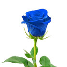 The Sapphire Rose Closet
