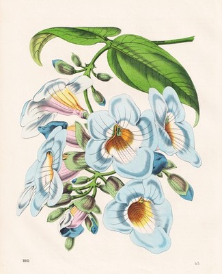 Thunbergia Thunbergia flowers flowers botany botany flowers lithograph 1861