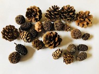 Tannen Zapfen Kiefernzapfen Sortiert Zum Basteln Dekorieren Ø Ca. 2-5 Cm Deko