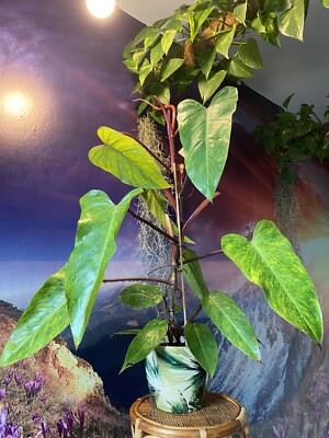 spiritus sancti philodendron Philodendron Spiritus Sancti – Flora Magnifica Australia main image 1