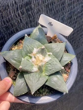 14CM Ariocarpus Retusus cactus Succulent Plant Ariocarpus seedgrowth WYSIWYG 16#