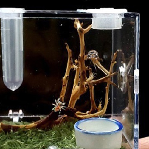 Glass Nano Habitat Small Reptile Vivarium Stackable Spider Insect Tank - Picture 5 of 15