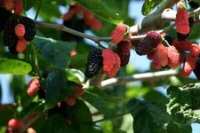 Illinois Everbearing Mulberry get fruit right away Live Plant Seeds 20pcs USA