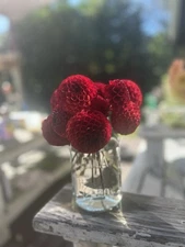 Dahlia Tuber Paul Jr.