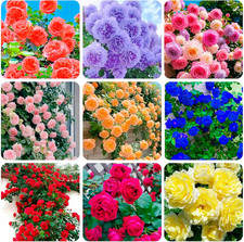 300 Mixed Climbing Rose Rosa Seeds for Planting Outdoors -Heirloom Garden Vine H