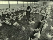 1986 Press Photo Chicken farm at Brewery Agro & Research farm in Nigeria