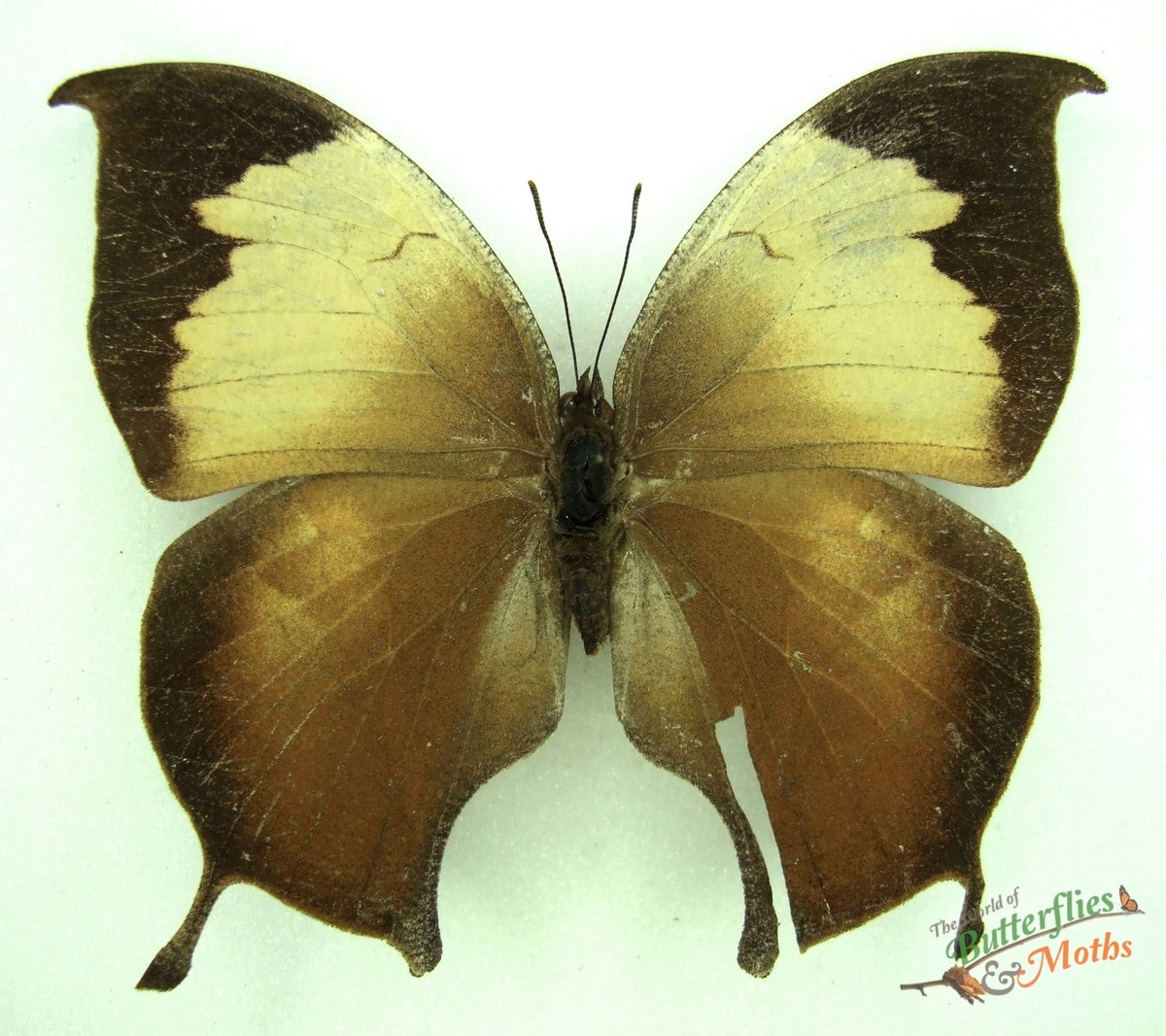 Anaea Consul Electra Papillon Pearly Leafwing Ensemble X1 *RARE