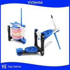 Dental BN Average Jaw Frame Oral Articulator Teeth Model Accurate Scale Plaster