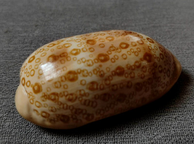 Cypraea Argus 62mm GEM ,DWARF -FAT Argus nice  spots arrangement pattern WOW!!!!