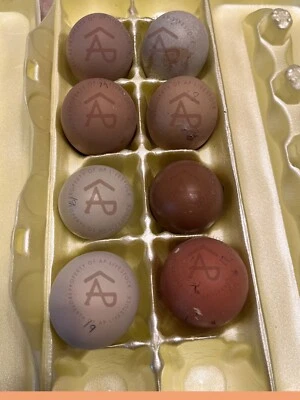 6 Dark AND OR Bloomy FERTILE Hatching Eggs - Multi Gen Marans Olive BC No Custom