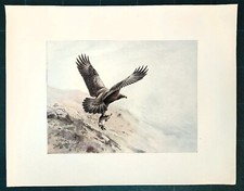 Stampa antica UCCELLI AQUILA REALE IN VOLO CON UNA PREDA 1911 Antique print