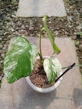 Real Picture Monstera White Monster Variegated Rare Plant